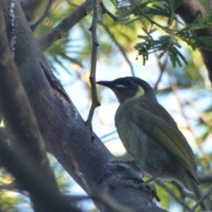 Meliphaga lewinii at Bermagui, NSW - 3 Mar 2019