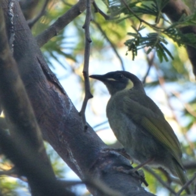 Meliphaga lewinii (Lewin's Honeyeater) at Bermagui, NSW - 3 Mar 2019 by JackieLambert