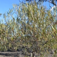 Acacia subtilinervis (Net-veined Wattle) at West Nowra, NSW - 25 May 2019 by plants