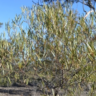 Acacia subtilinervis (Net-veined Wattle) at West Nowra, NSW - 25 May 2019 by plants