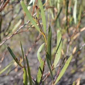 Acacia subtilinervis at West Nowra, NSW - 25 May 2019