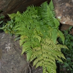 Diplazium australe (Austral Lady Fern) at West Nowra, NSW - 24 May 2019 by plants