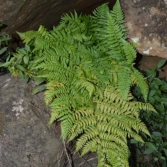 Diplazium australe (Austral Lady Fern) at West Nowra, NSW - 25 May 2019 by plants