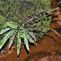 Blechnum rupestre (Small Rasp Fern) at West Nowra, NSW - 25 May 2019 by plants