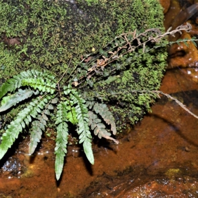 Blechnum rupestre (Small Rasp Fern) at West Nowra, NSW - 25 May 2019 by plants