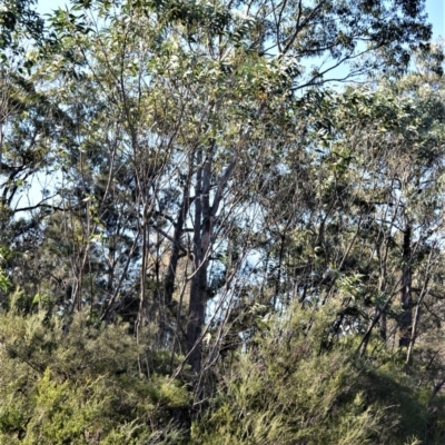 Eucalyptus langleyi (Albatross Mallee, Nowra Mallee) at West Nowra, NSW - 24 May 2015 by plants