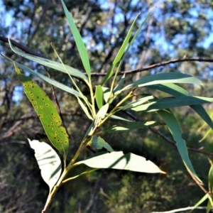 Eucalyptus langleyi at West Nowra, NSW - 25 May 2015