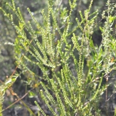 Leptospermum epacridoideum (Jervis Bay Tea-tree) at West Nowra, NSW - 24 May 2019 by plants