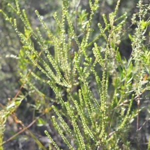 Leptospermum epacridoideum at West Nowra, NSW - 25 May 2019
