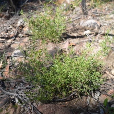 Leptospermum sejunctum (Bomaderry Tea-Tree) at West Nowra, NSW - 24 May 2019 by plants