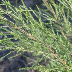 Triplarina nowraensis (Nowra Heath Myrtle) at West Nowra, NSW - 25 May 2019 by plants