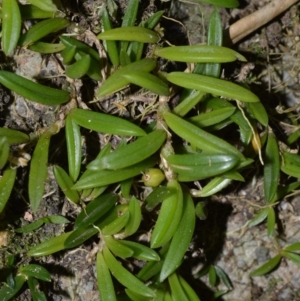 Bulbophyllum shepherdii at West Nowra, NSW - suppressed