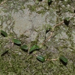 Bulbophyllum exiguum (Tiny Strand Orchid) at West Nowra, NSW - 24 May 2019 by plants