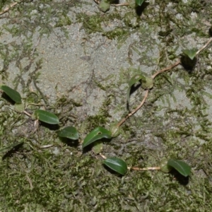 Bulbophyllum exiguum at West Nowra, NSW - 25 May 2019