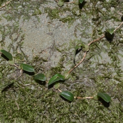 Bulbophyllum exiguum (Tiny Strand Orchid) at West Nowra, NSW - 25 May 2019 by plants