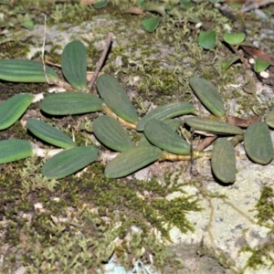 Dockrillia linguiformis at West Nowra, NSW - suppressed