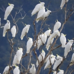 Cacatua tenuirostris (Long-billed Corella) at Kambah, ACT - 24 May 2019 by Christine