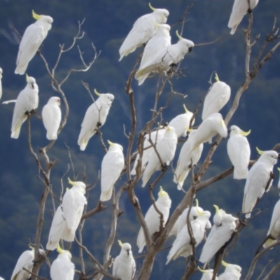 Cacatua tenuirostris (Long-billed Corella) at Paddys River, ACT - 24 May 2019 by Christine