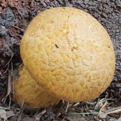 Gymnopilus junonius (Spectacular Rustgill) at Huskisson, NSW - 25 May 2019 by AaronClausen
