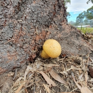 Gymnopilus junonius at Huskisson, NSW - 26 May 2019 09:41 AM