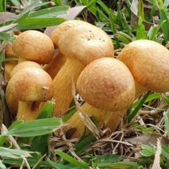 Gymnopilus junonius (Spectacular Rustgill) at Huskisson, NSW - 25 May 2019 by AaronClausen