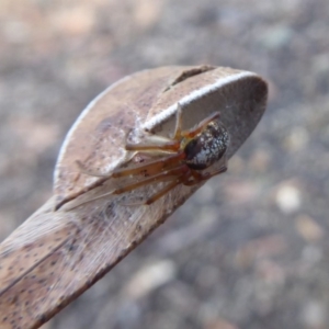 Deliochus sp. (genus) at Acton, ACT - 20 May 2019