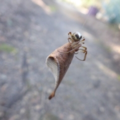 Deliochus sp. (genus) at Acton, ACT - 20 May 2019