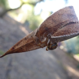 Deliochus sp. (genus) at Acton, ACT - 20 May 2019