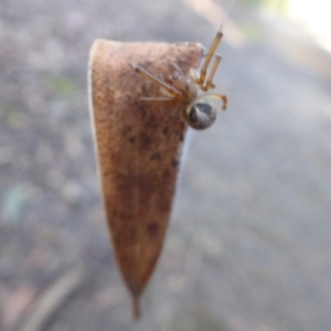 Deliochus sp. (genus) at Acton, ACT - 20 May 2019