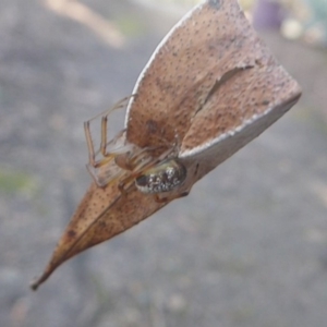 Deliochus sp. (genus) at Acton, ACT - 20 May 2019 12:47 PM