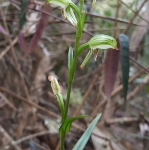 Pterostylis longifolia at Fitzroy Falls - suppressed