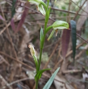 Pterostylis longifolia at Fitzroy Falls - 24 May 2019