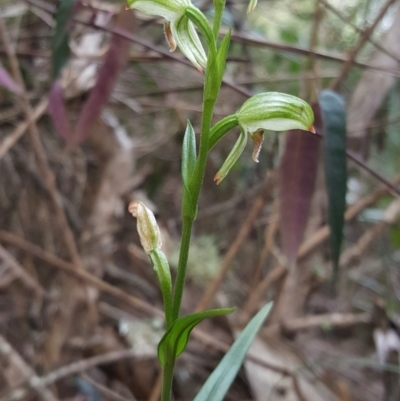 Pterostylis longifolia (Tall Greenhood) at Morton National Park - 24 May 2019 by AliciaKaylock