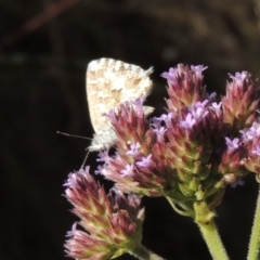 Theclinesthes serpentata (Saltbush Blue) at Paddys River, ACT - 27 Mar 2019 by MichaelBedingfield