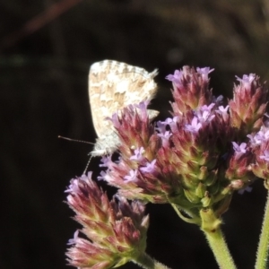 Theclinesthes serpentata at Paddys River, ACT - 27 Mar 2019 05:55 PM