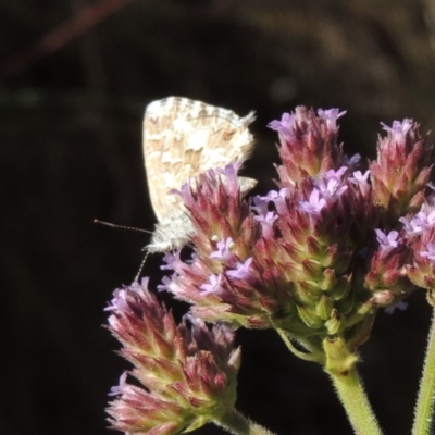 Theclinesthes serpentata (Saltbush Blue) at Paddys River, ACT - 27 Mar 2019 by michaelb