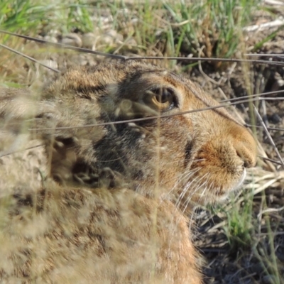 Lepus capensis (Brown Hare) at Point Hut to Tharwa - 27 Mar 2019 by michaelb