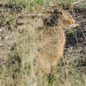 Lepus capensis at Tuggeranong DC, ACT - 27 Mar 2019 06:00 PM