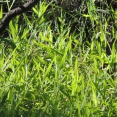 Isachne globosa (Swamp Millet) at Paddys River, ACT - 27 Mar 2019 by michaelb