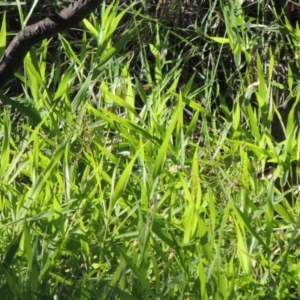 Isachne globosa at Paddys River, ACT - 27 Mar 2019