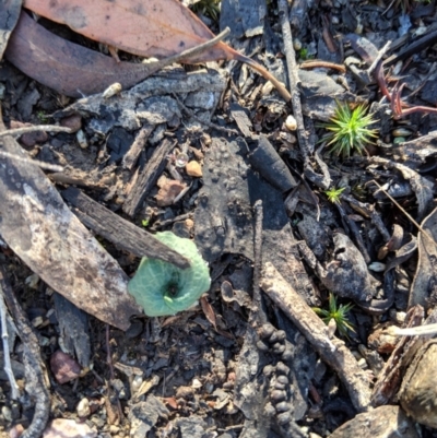 Cyrtostylis reniformis (Common Gnat Orchid) at Jerrabomberra, NSW - 4 May 2019 by MattM