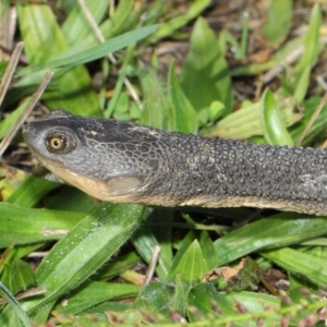 Chelodina longicollis at Fyshwick, ACT - 17 May 2019