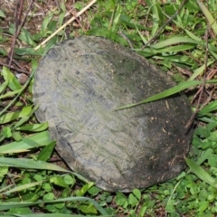 Chelodina longicollis at Fyshwick, ACT - 17 May 2019