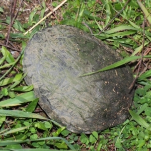 Chelodina longicollis at Fyshwick, ACT - 17 May 2019