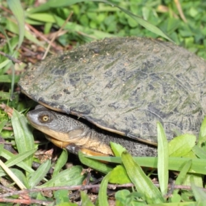 Chelodina longicollis at Fyshwick, ACT - 17 May 2019