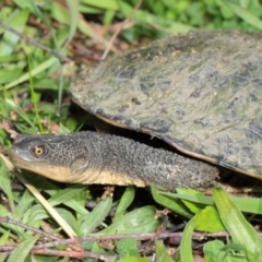 Chelodina longicollis at Fyshwick, ACT - 17 May 2019