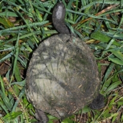 Chelodina longicollis at Fyshwick, ACT - 17 May 2019