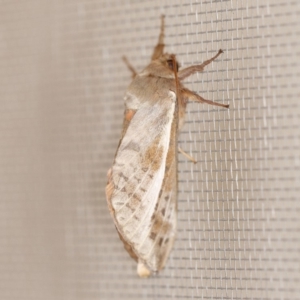 Oxycanus dirempta at O'Connor, ACT - 25 May 2019 11:28 PM