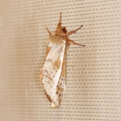 Oxycanus dirempta at O'Connor, ACT - 25 May 2019 11:28 PM