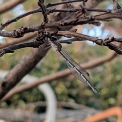 Austrolestes leda (Wandering Ringtail) at Higgins, ACT - 26 May 2019 by MattM